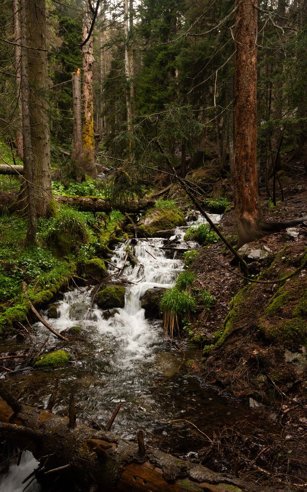 Сказочный лес