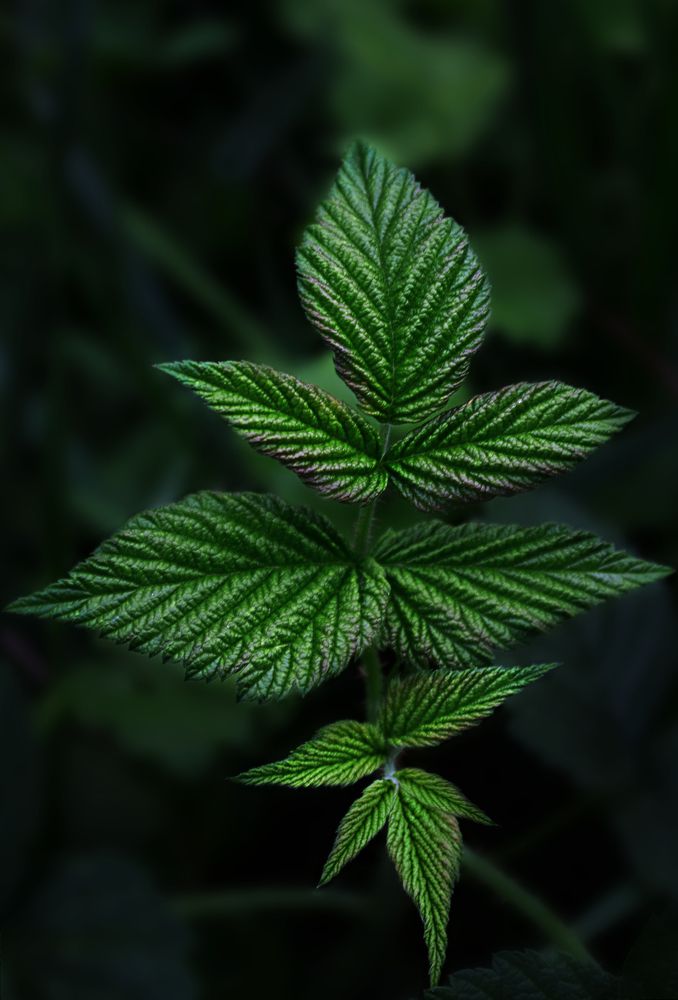 Photograph by Эльвира Глазунова