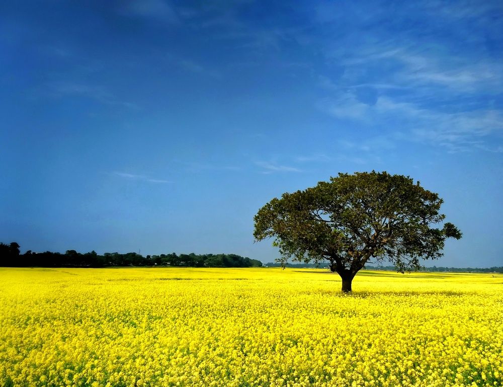 Photograph by Nishanta Borah