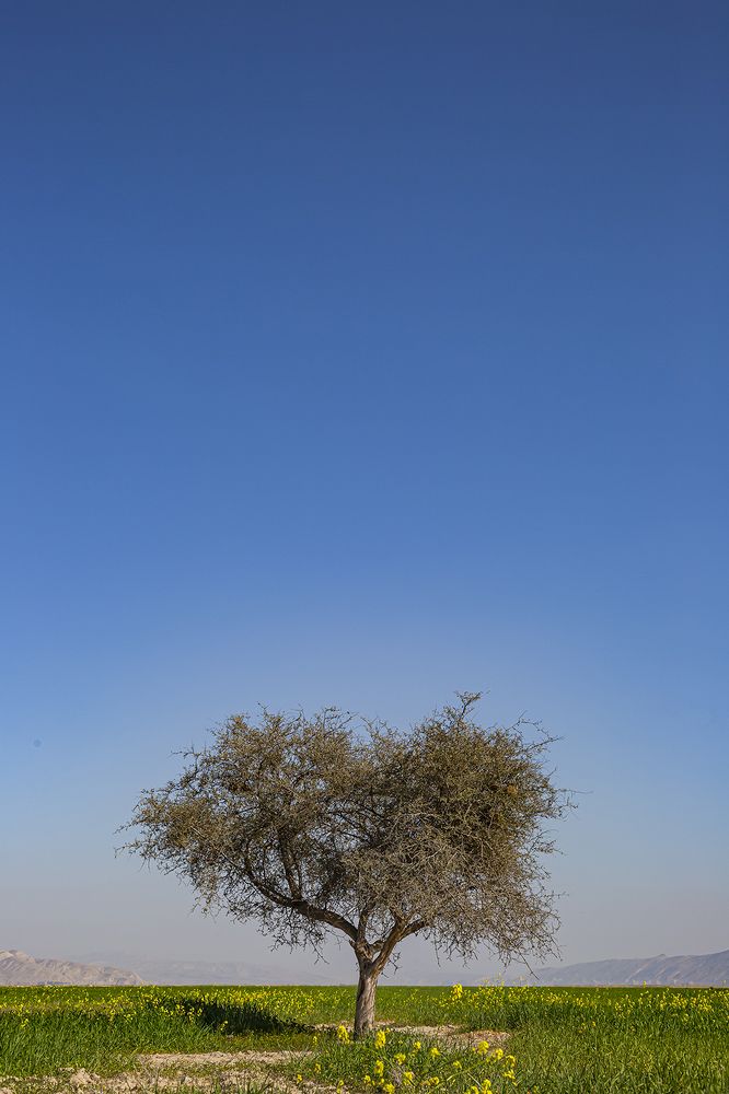 Фотография автора Ebrahim Rahiminezhad