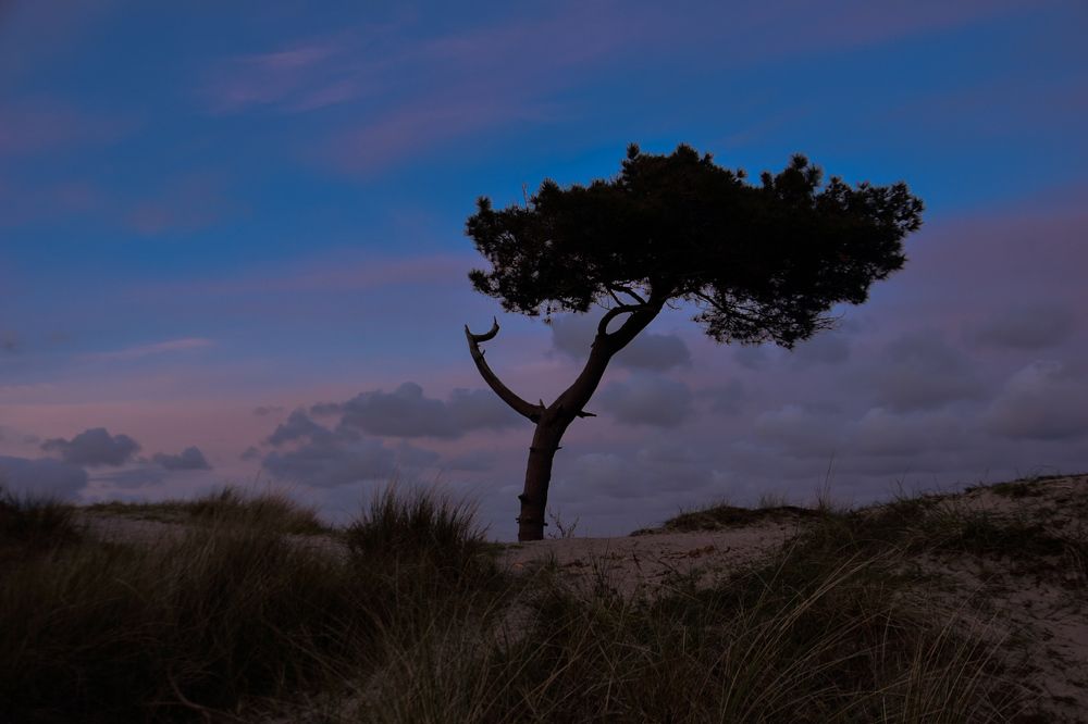 Photograph by Ivo Damen