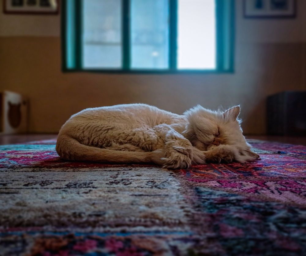 Фотография автора Anahita Ghelichkhani