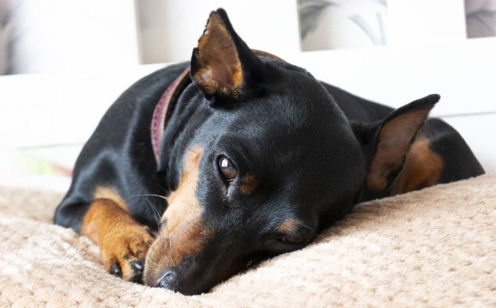 Photograph by Людмила Ваганова