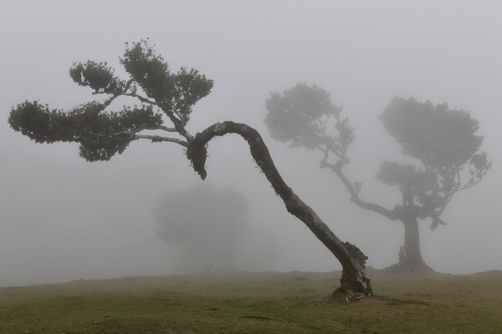 Mystery of the old forest