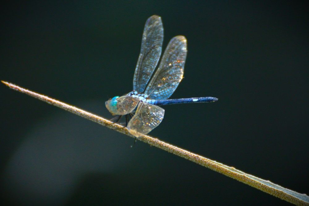 Photograph by Marie G