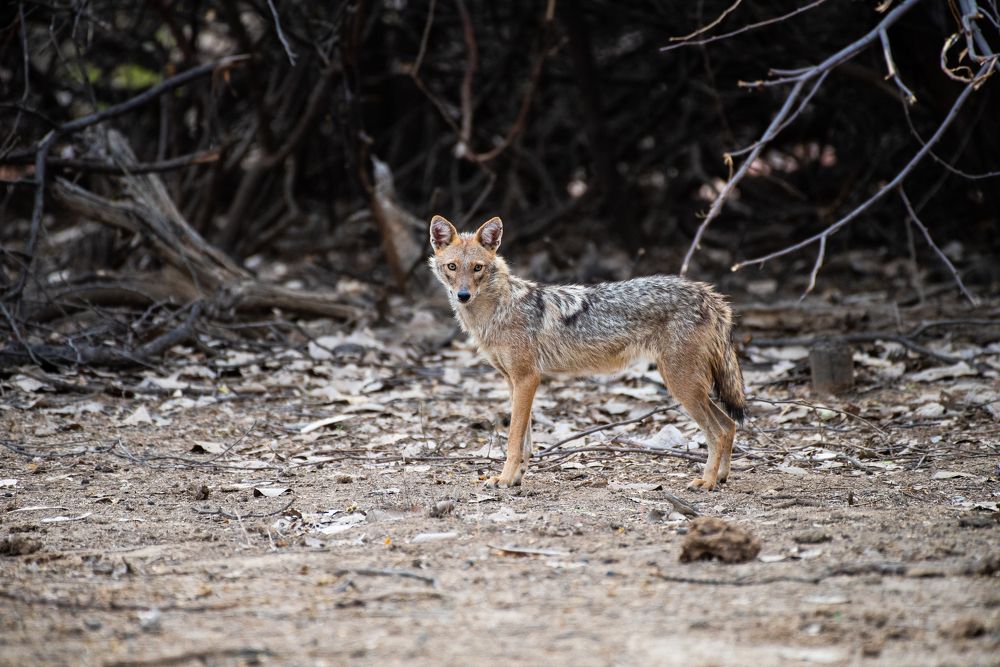 The Lonely Jackal