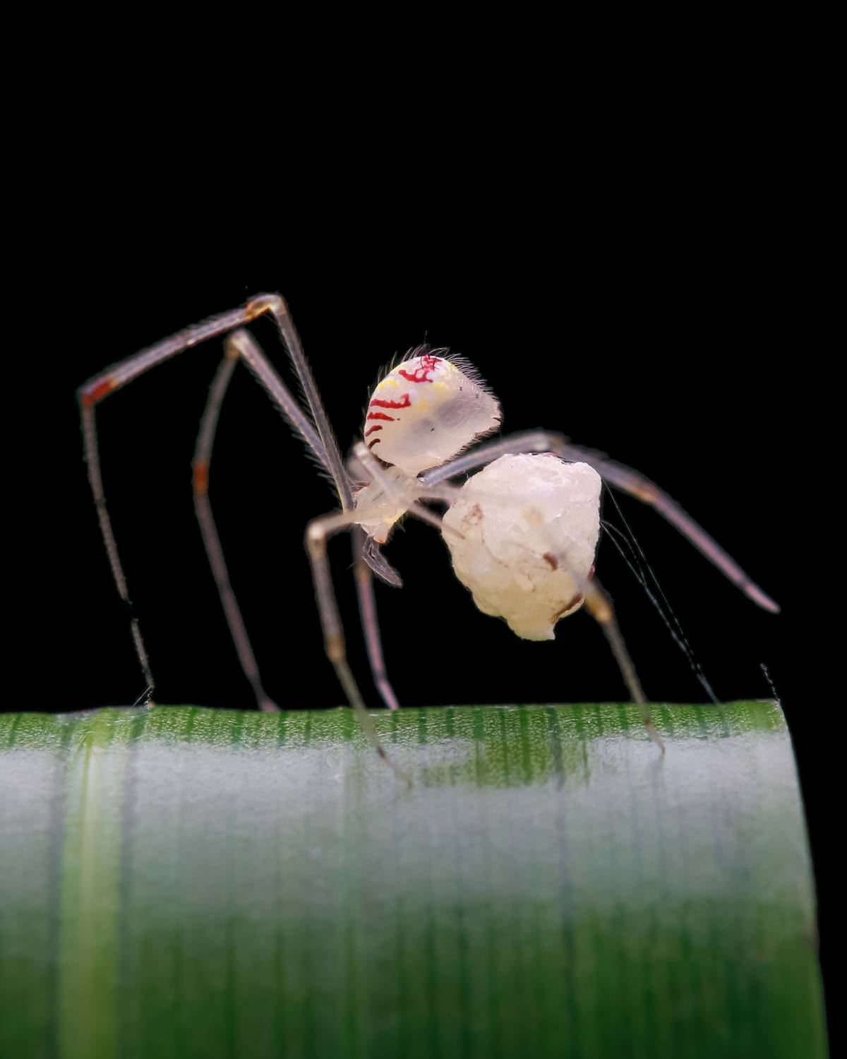 comb-footed spider