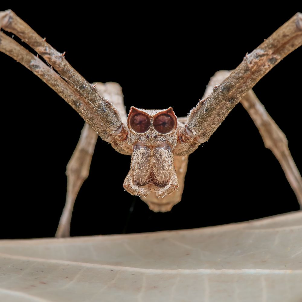 Asian net casting spider