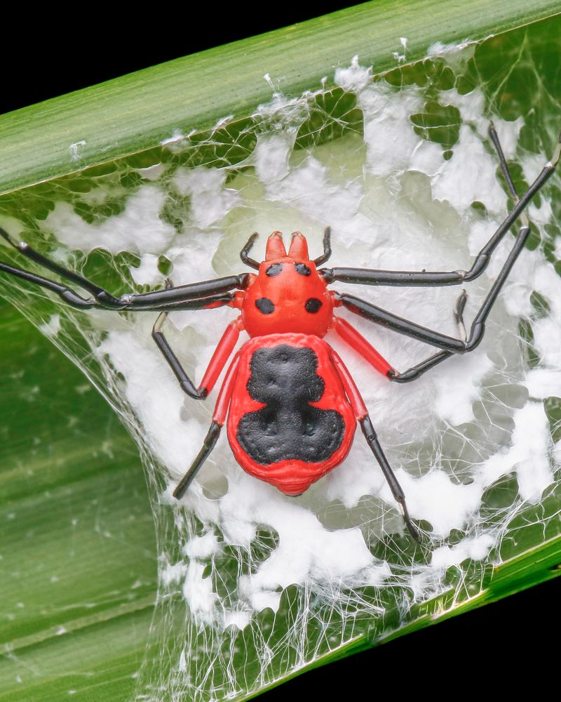 Platythomisus Crab Spider