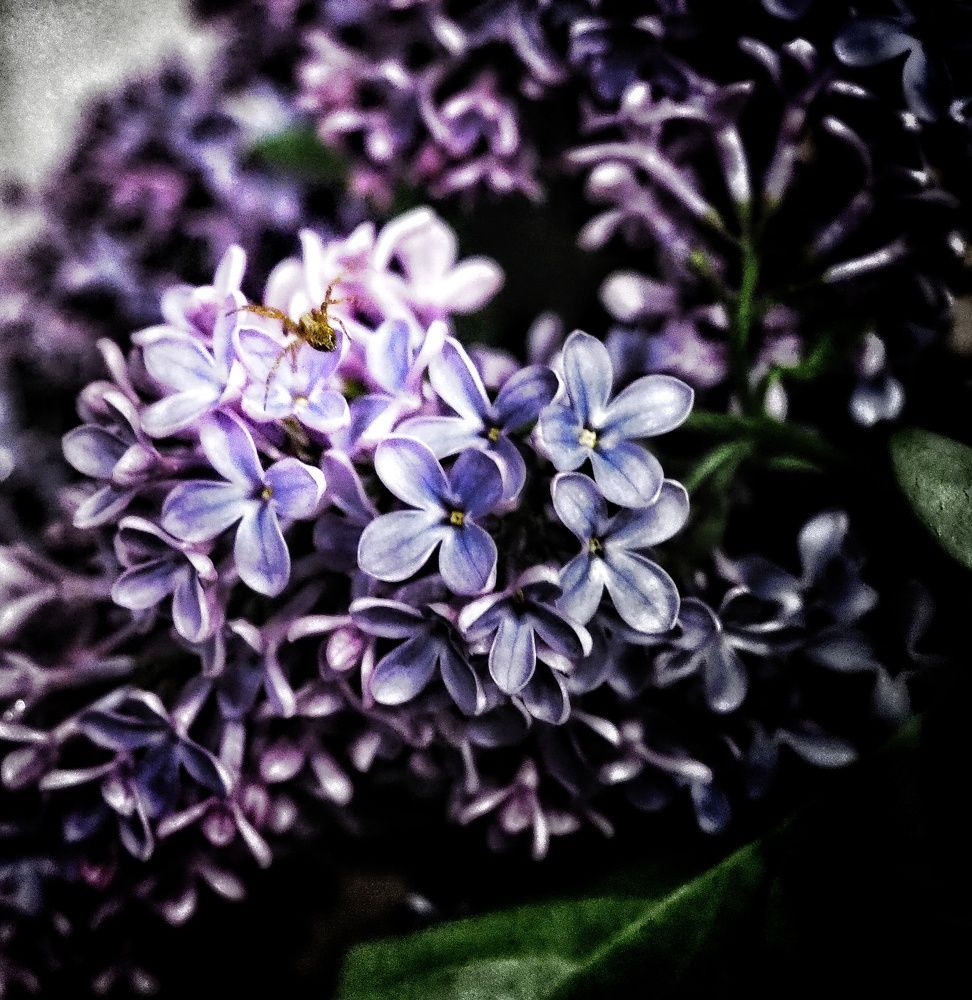 Photograph by Olga Nevedrova