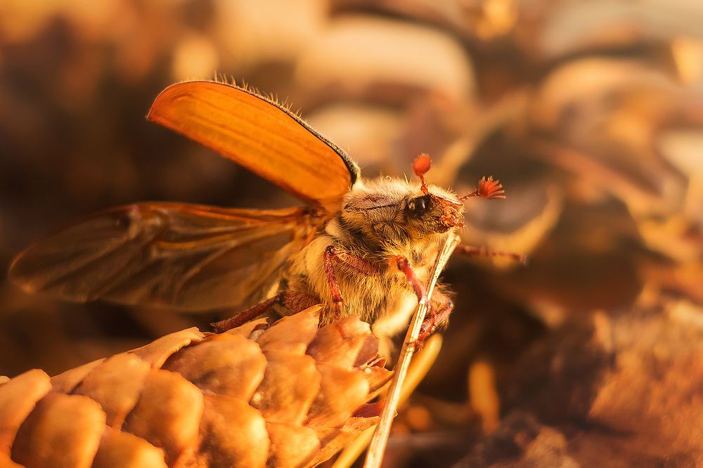 Photograph by Виктория Мамаева