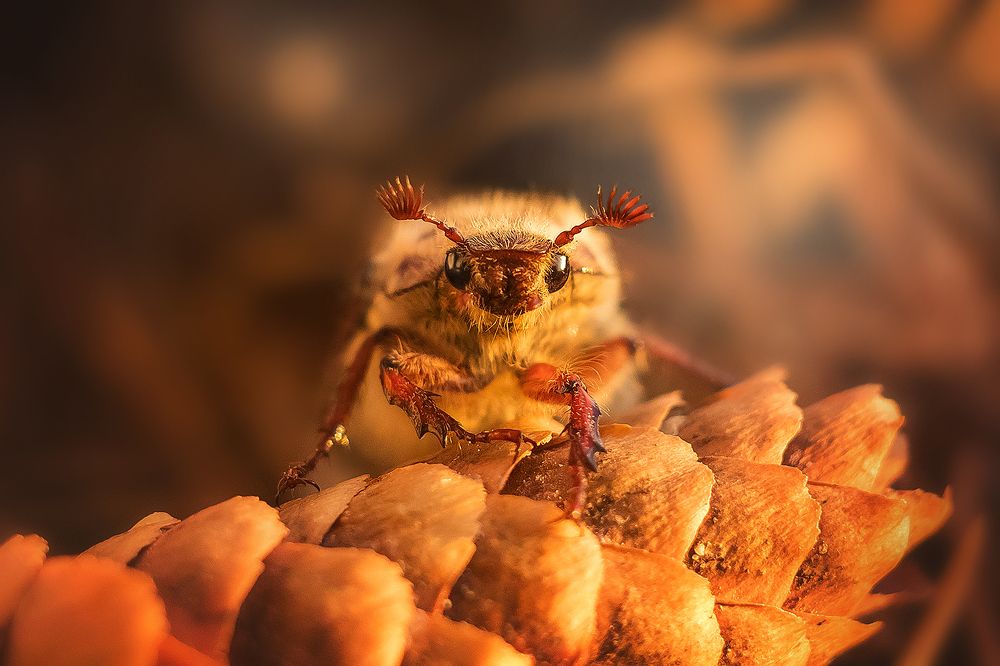 Photograph by Виктория Мамаева