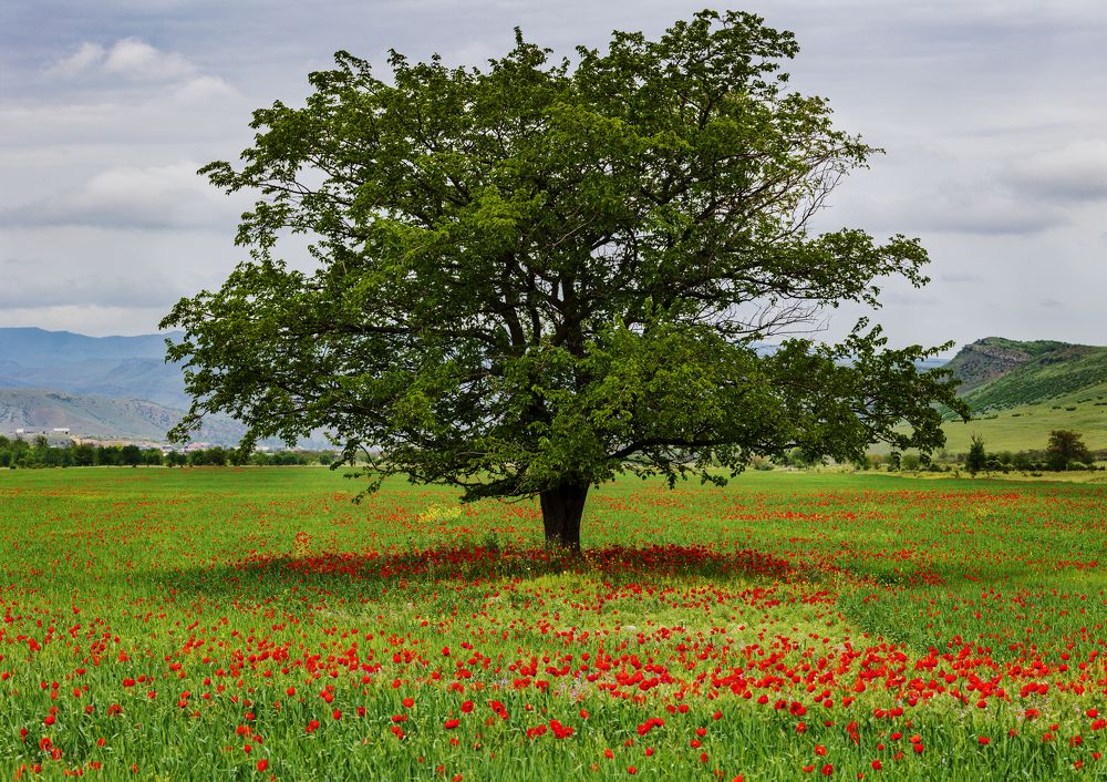 Photograph by Анна Бокова