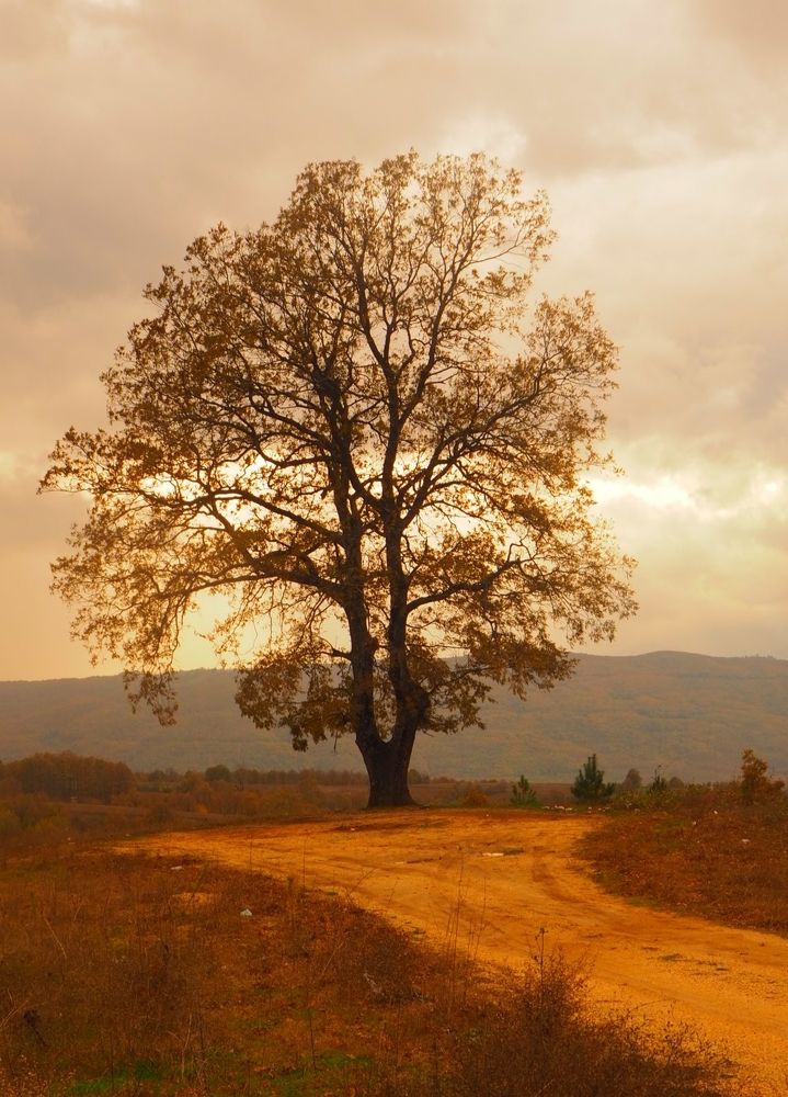 Photograph by yaşar Satar