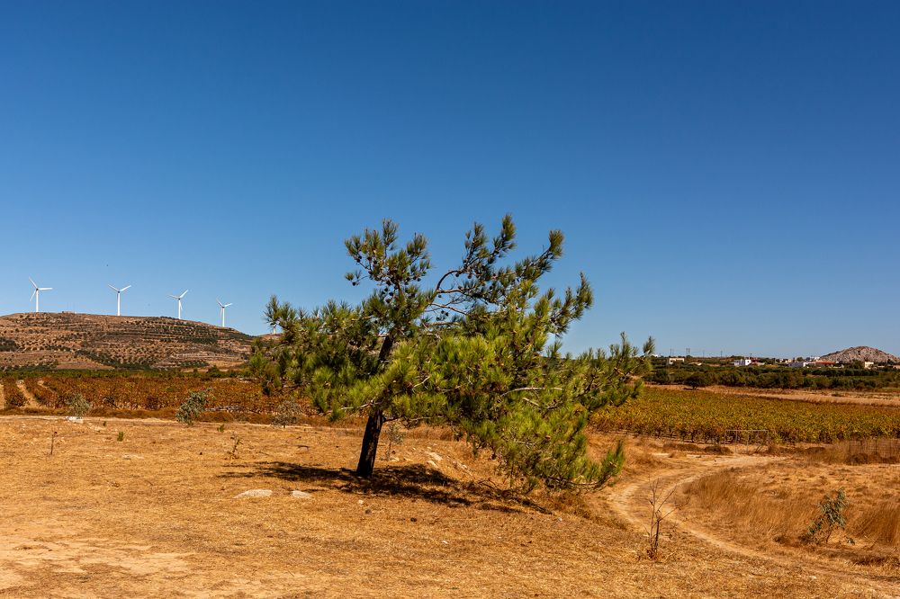 Калабрийская сосна