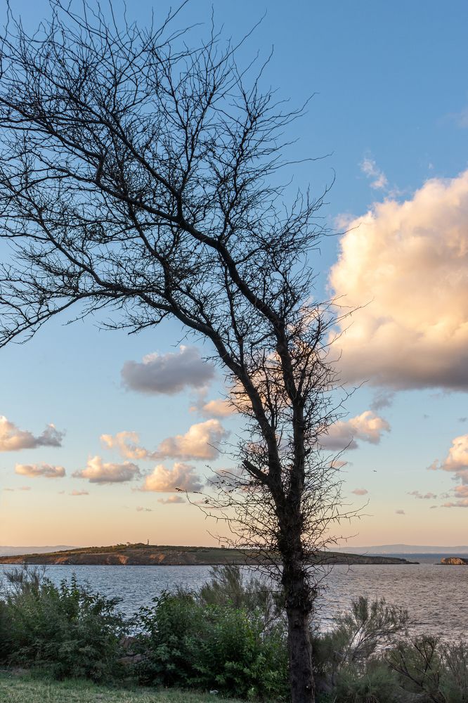 Акация на ветру