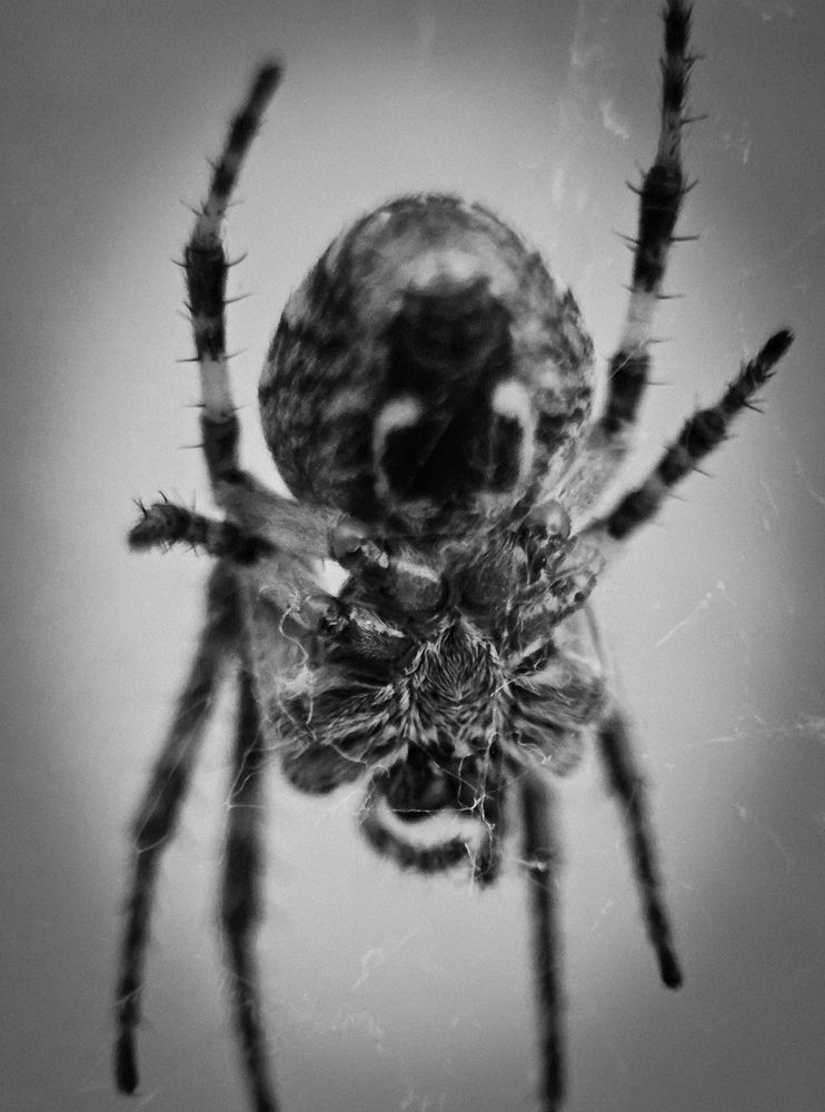 Photograph by Max Justh