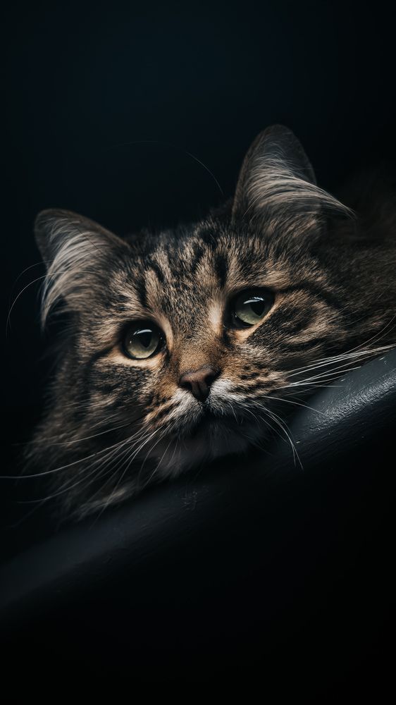 Лежачий кот)