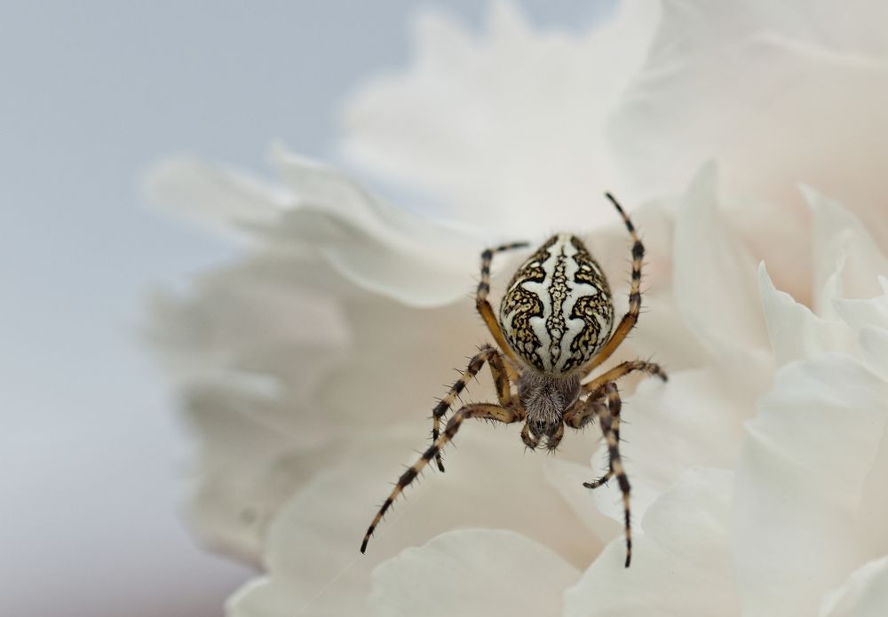 Photograph by Олег Тыркин