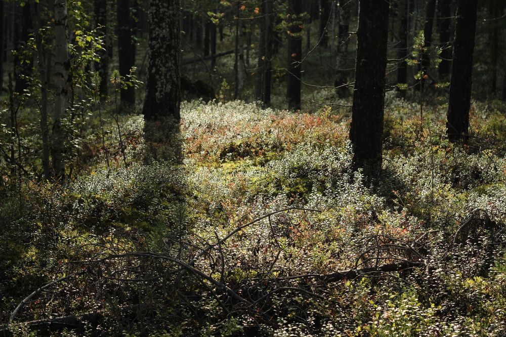 Photograph by Светлана Зотова