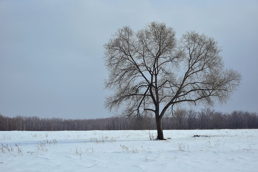 Зимний пейзаж с деревом