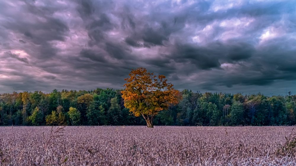 Photograph by Julius Virca (blu signal audio)