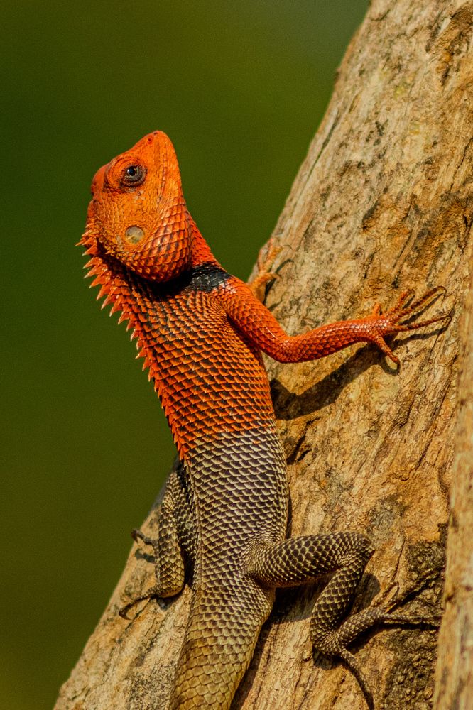 Oriental garden lizard
