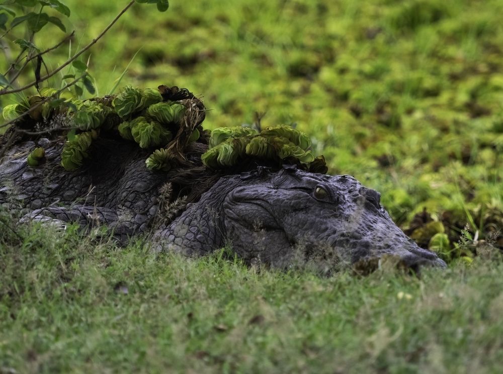 Photograph by HEMAMALI GUNASEKARA