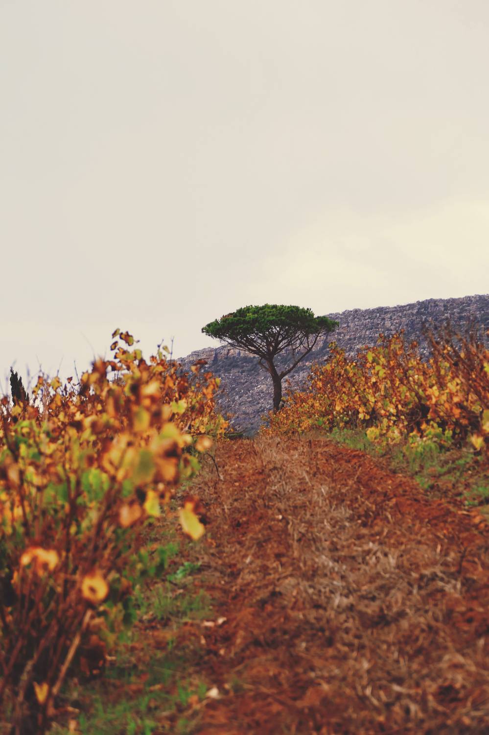 Photo #10621846