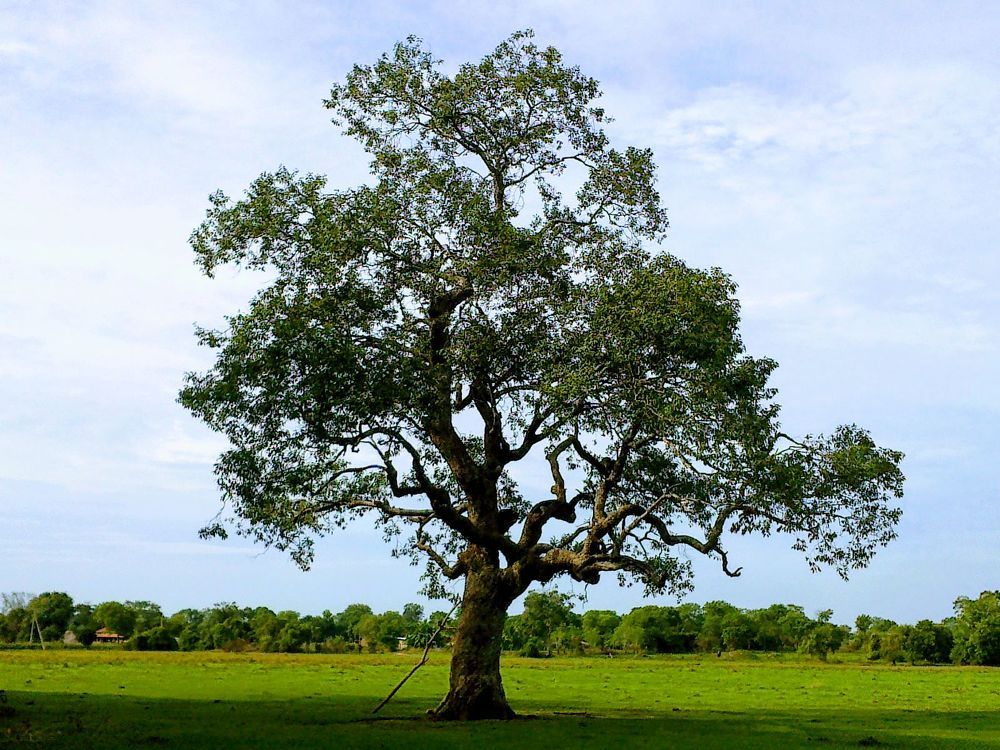 Photograph by Pawan Guruge