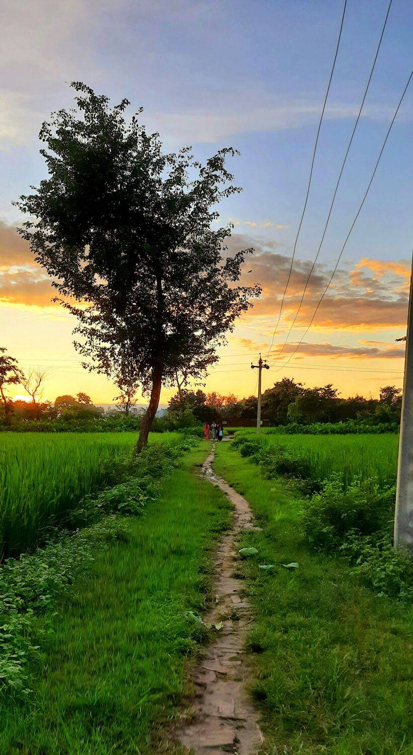 Lonely tree