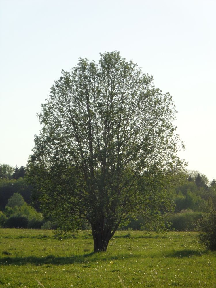 Photograph by Игорь Максимов