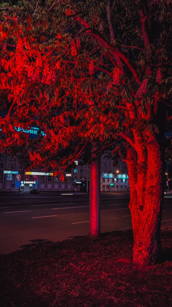 Photograph by Юлия Плаксина