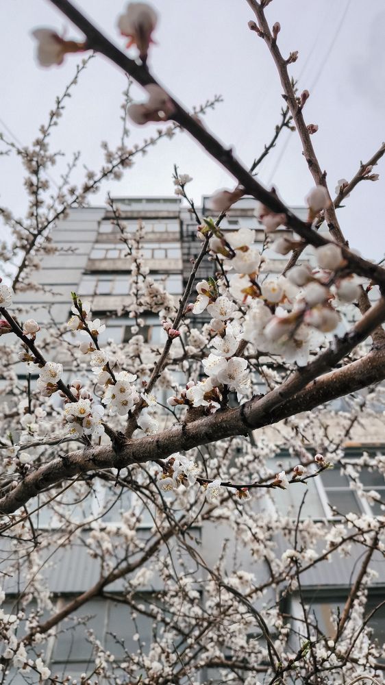 Photograph by Юлия Плаксина