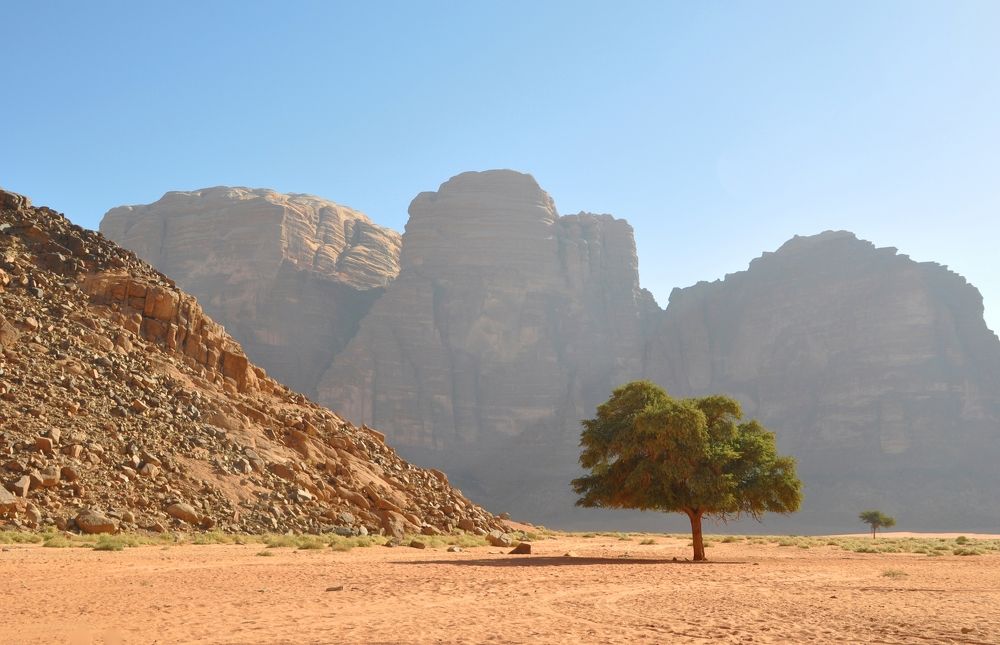 В пустыне Вади Рам. Одинокое дерево
