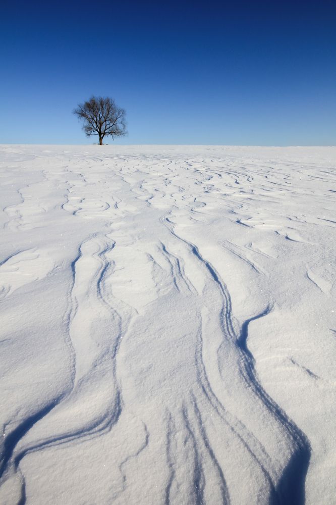 В снежной пустыне