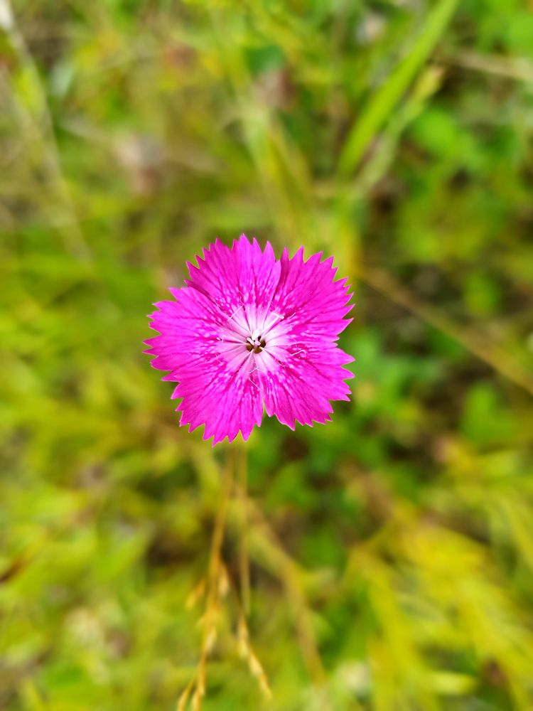 Фотография автора Надежда Лисицына