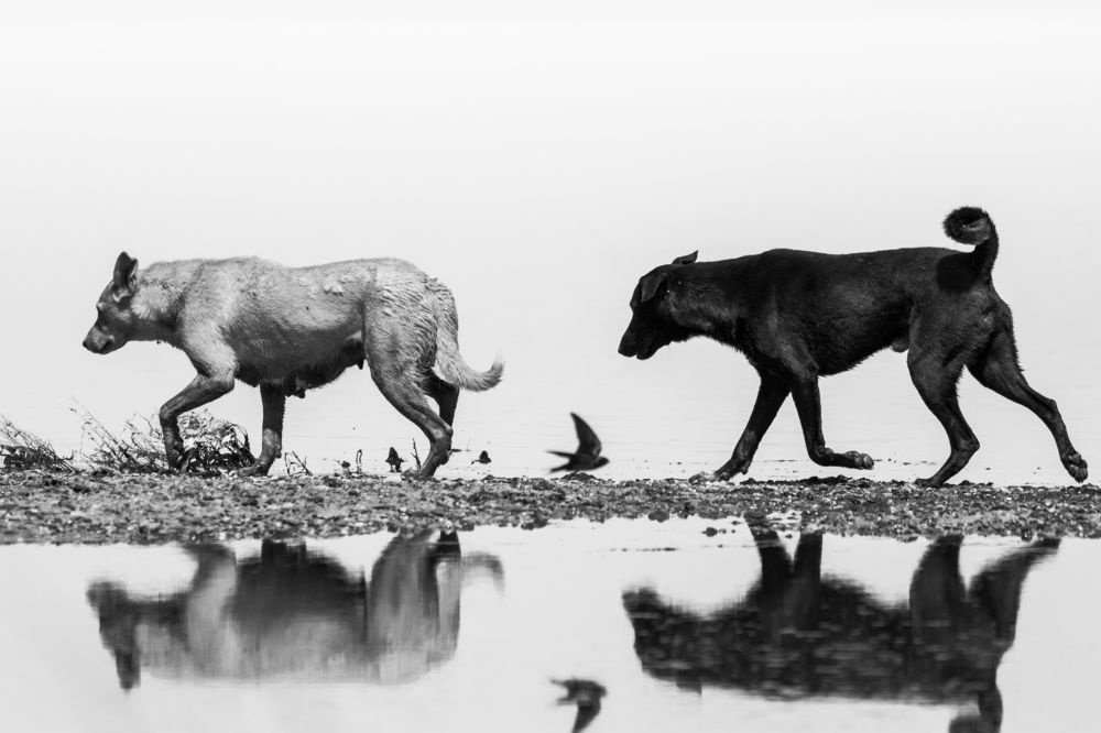 Photograph by Ghobashy Arts