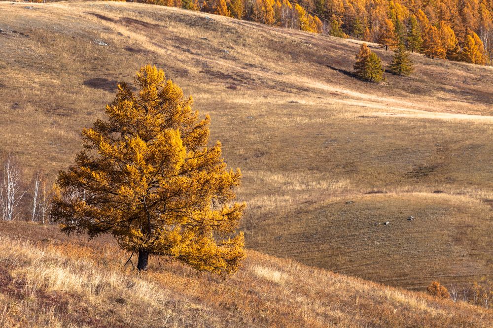 Фотография автора Иван Губанов