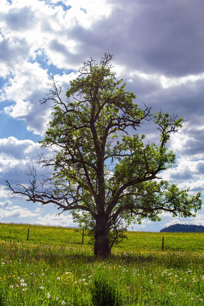 Photograph by Анна Зеленая