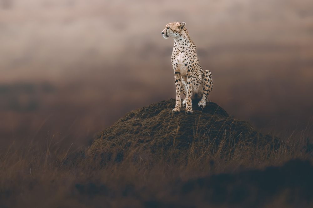 Photograph by Ahmed Sobhi