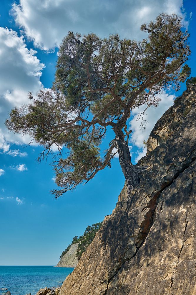 Любимая сосна