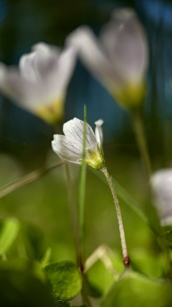 Photograph by Mariia Voloshina