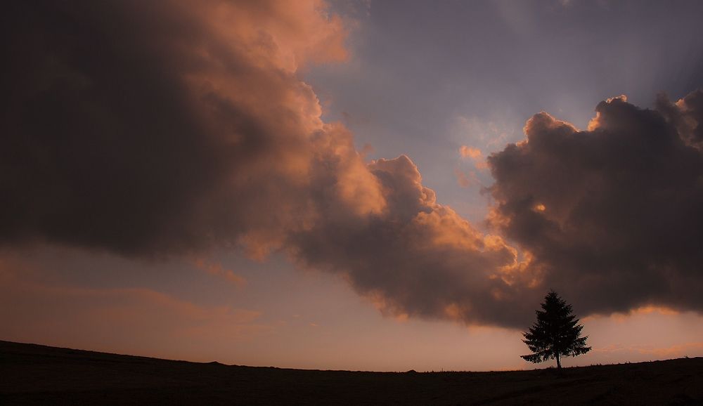 Tree on the mountaintop