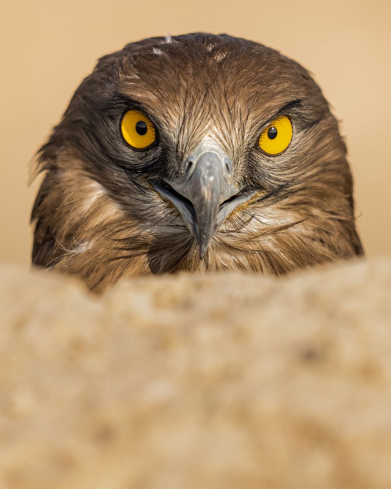 Photograph by Ahmed Sobhi