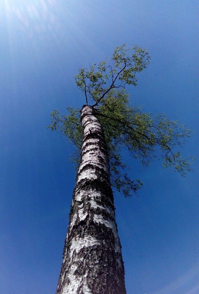 Photograph by Алла Узкая