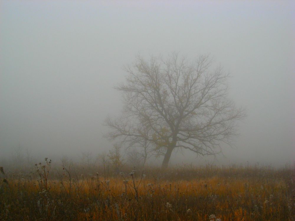 Photograph by Светлана Стрельцова