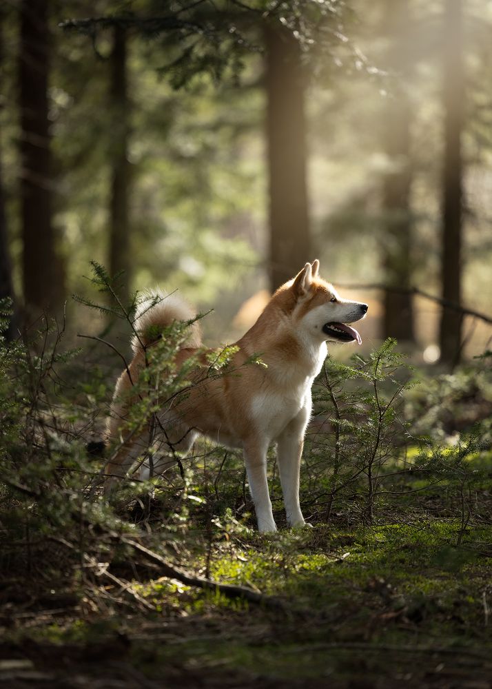 Photograph by Roest Jettie