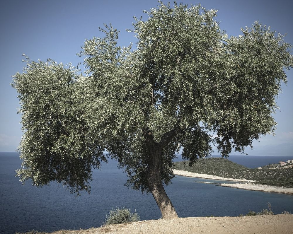 Фотография автора Ирина Мосько