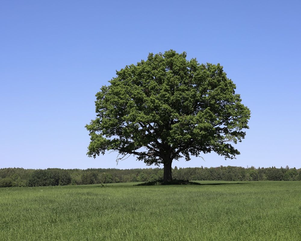 Фотография автора Ирина Мосько